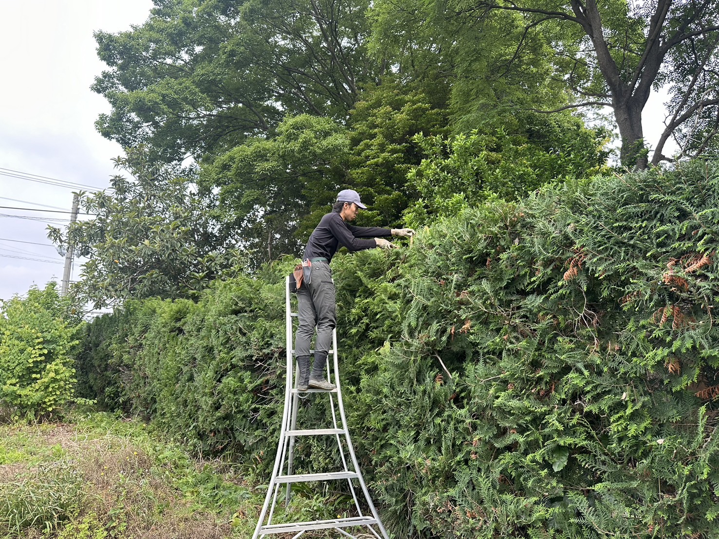 庭木トラブル解決！プロの庭師が太田市の植物にスッキリ対応