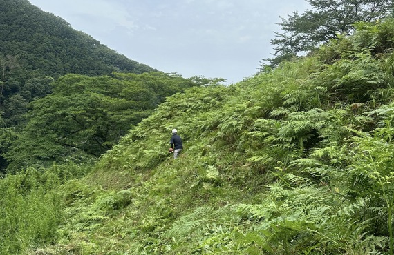 プロの技術で太田市の除草作業をサポート