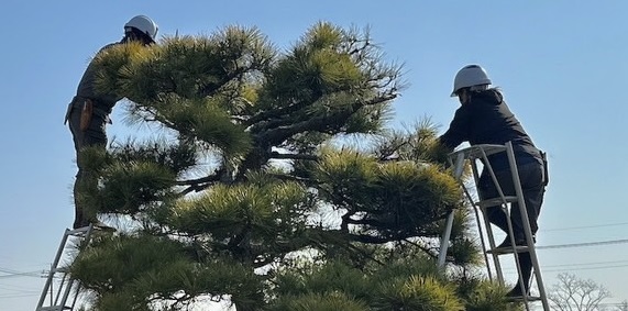 太田市の庭木剪定は当社にお任せください！